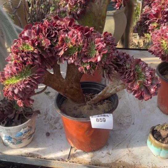 859，美杜莎缀包邮