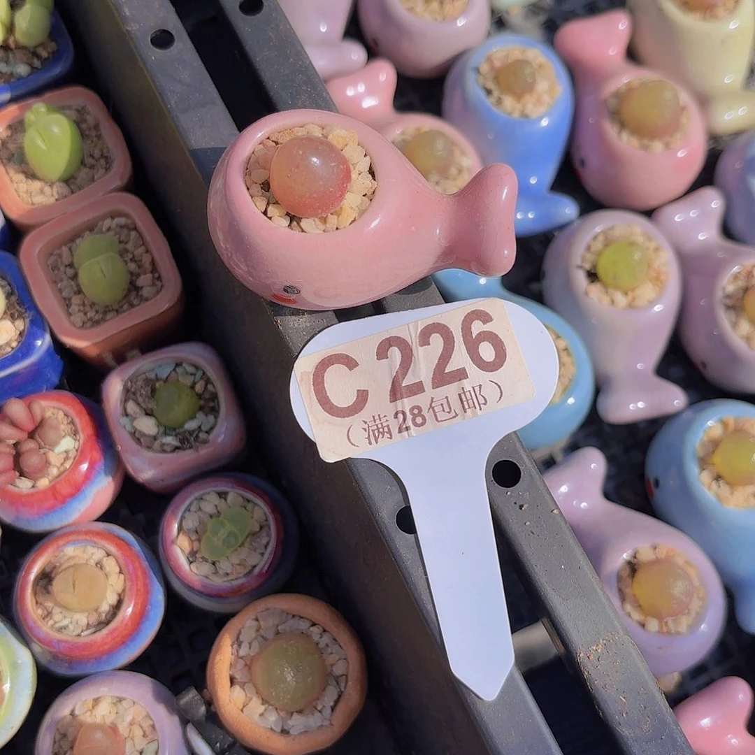 C226灯泡一物一拍