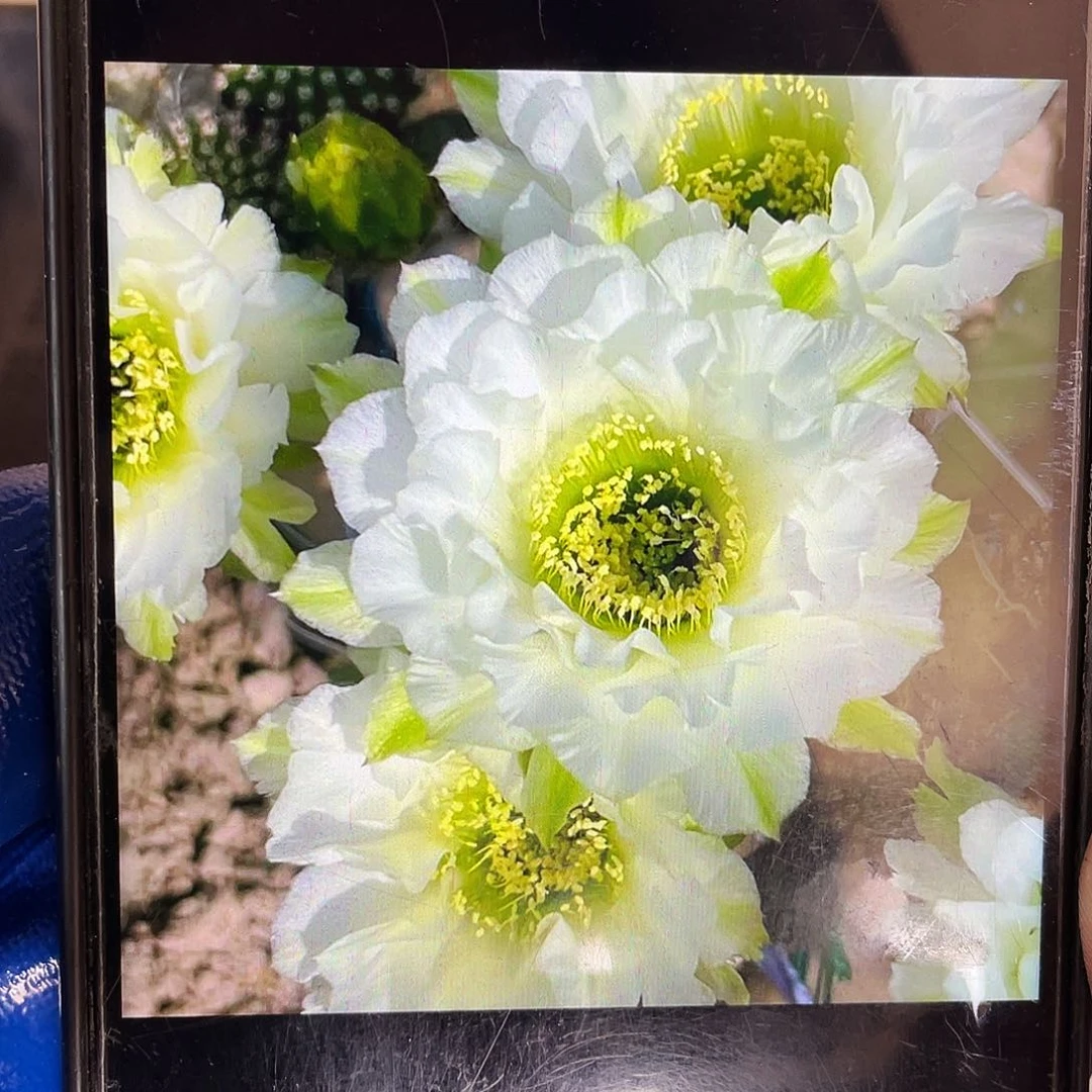 静静侧芽歪3公分左右3颗