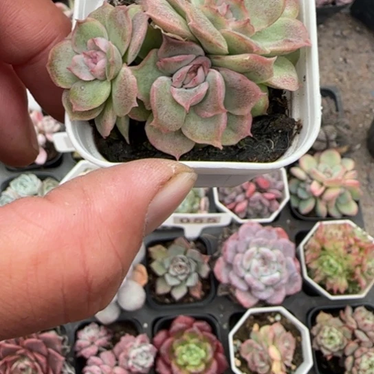 162虾饺多肉植物多