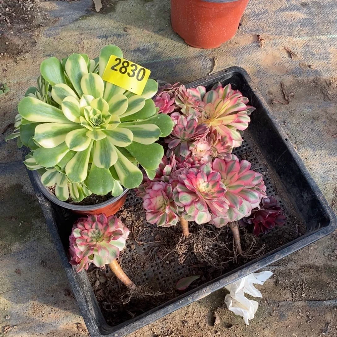 组合七颗小颗2830倾城辛尼亚