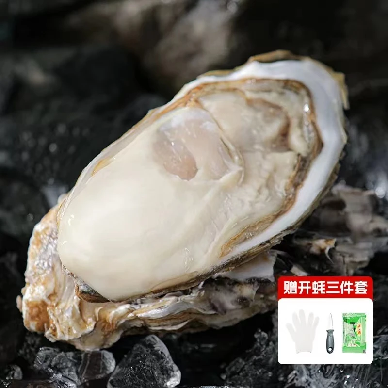 【现捞现发】新鲜生蚝牡蛎原产地到手5斤冷链包邮蒸烤生蚝Z