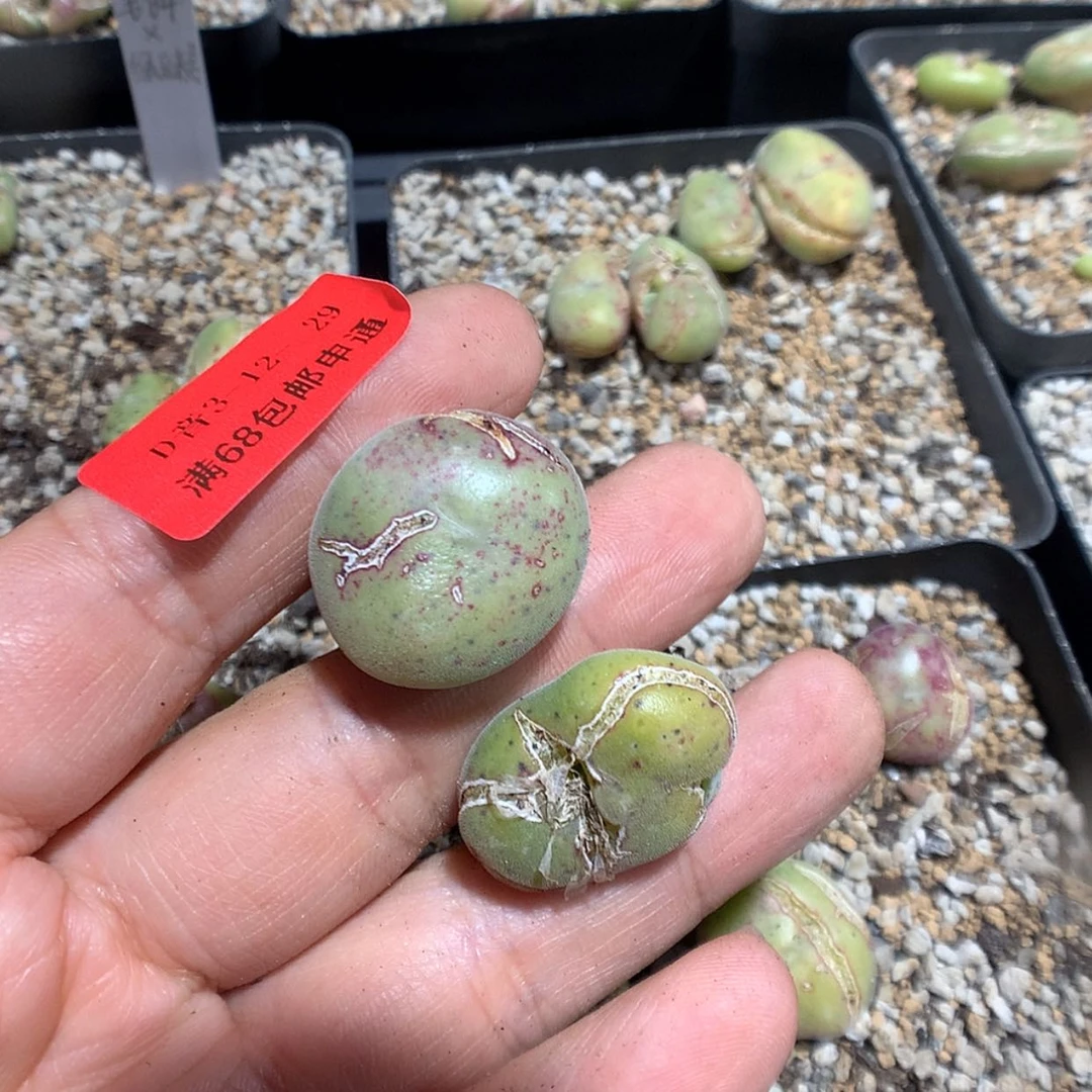 【闪购商品】3-12-29毛饼杂绿豆糕2颗50花