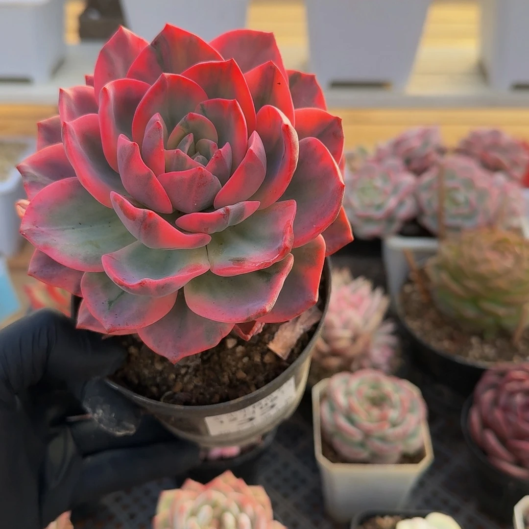 1205-33哈林粉大单头