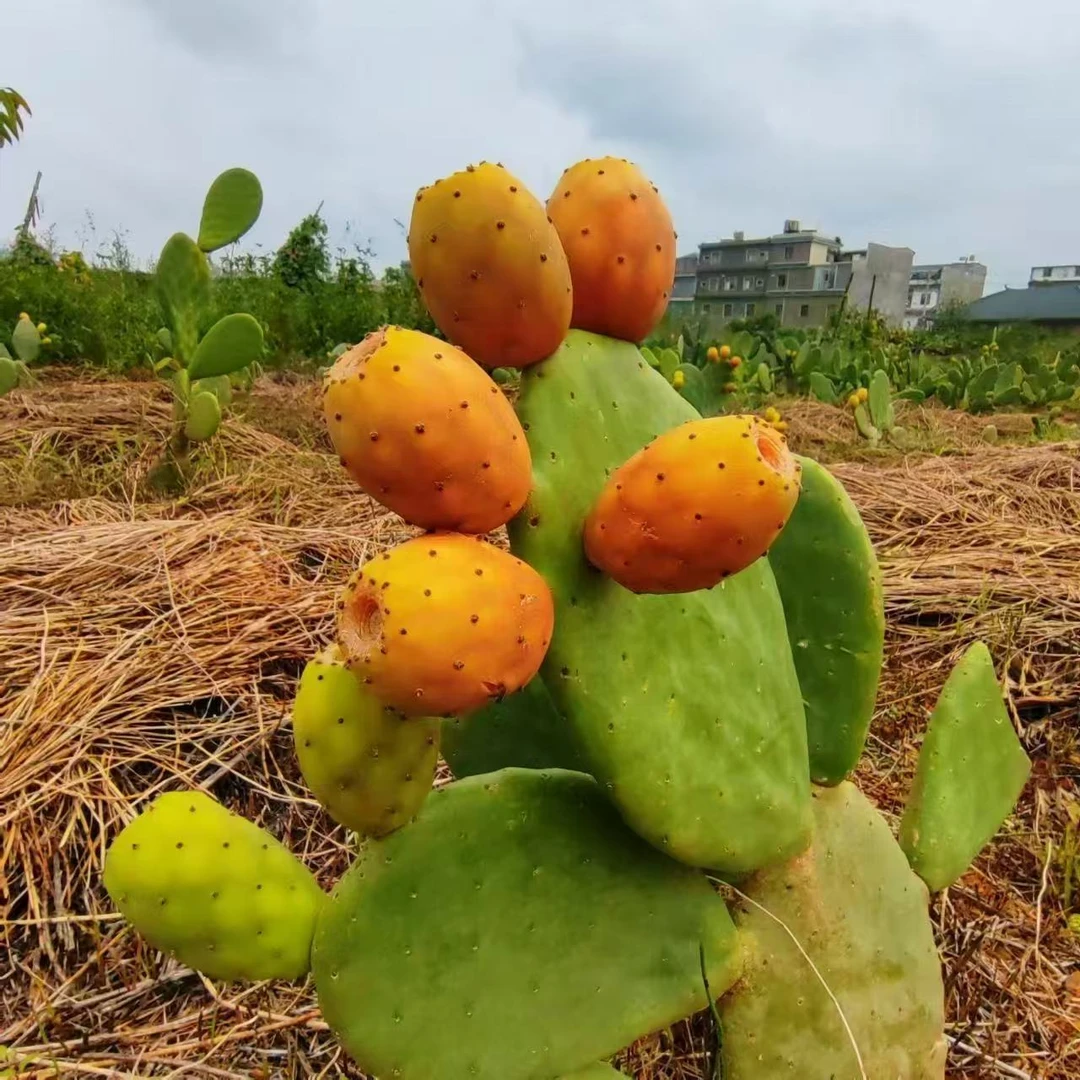 改良稀有品种红钻仙人掌盆栽可开花结果植物有刺野生无刺仙人掌