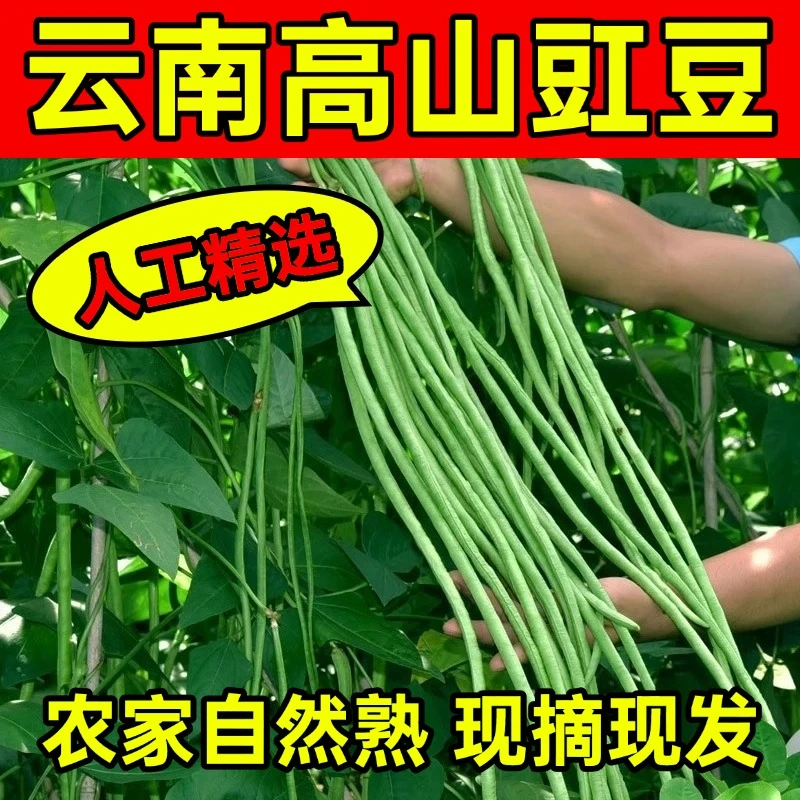 云南高原自种新鲜蔬菜豆角长豆角豇豆新鲜现摘现发3斤5斤9斤包邮
