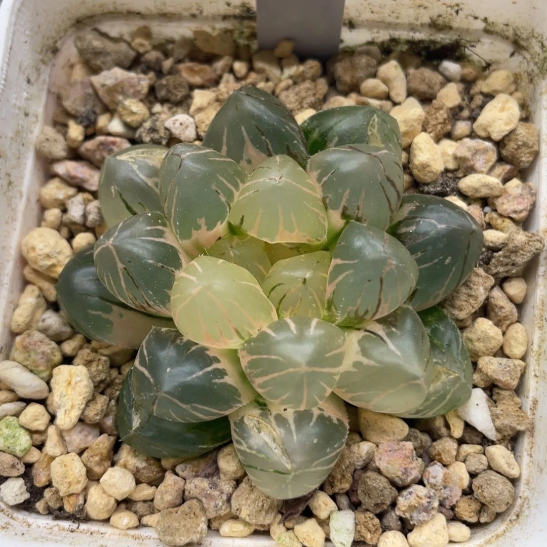 小蔡的菜园188花友专拍