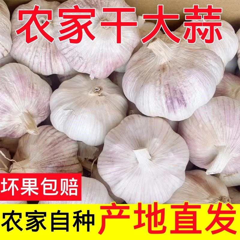 【直播专享】2025年紫白皮新鲜干大蒜头辛辣提香可吃可种整箱包邮