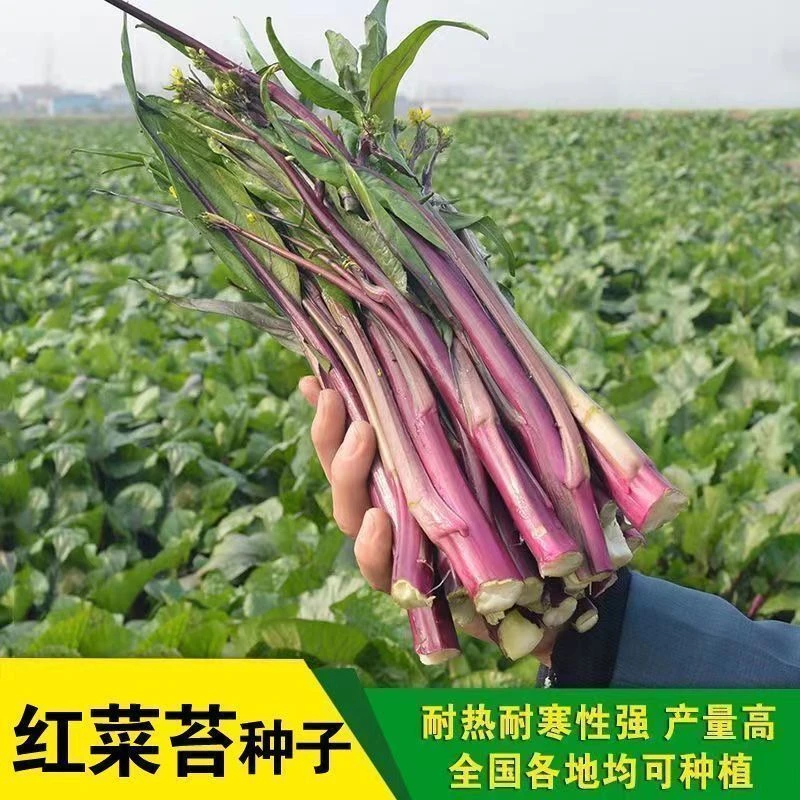 四季种植正宗红菜苔种子四季高产南方广东菜心种籽早熟耐蔬菜种子