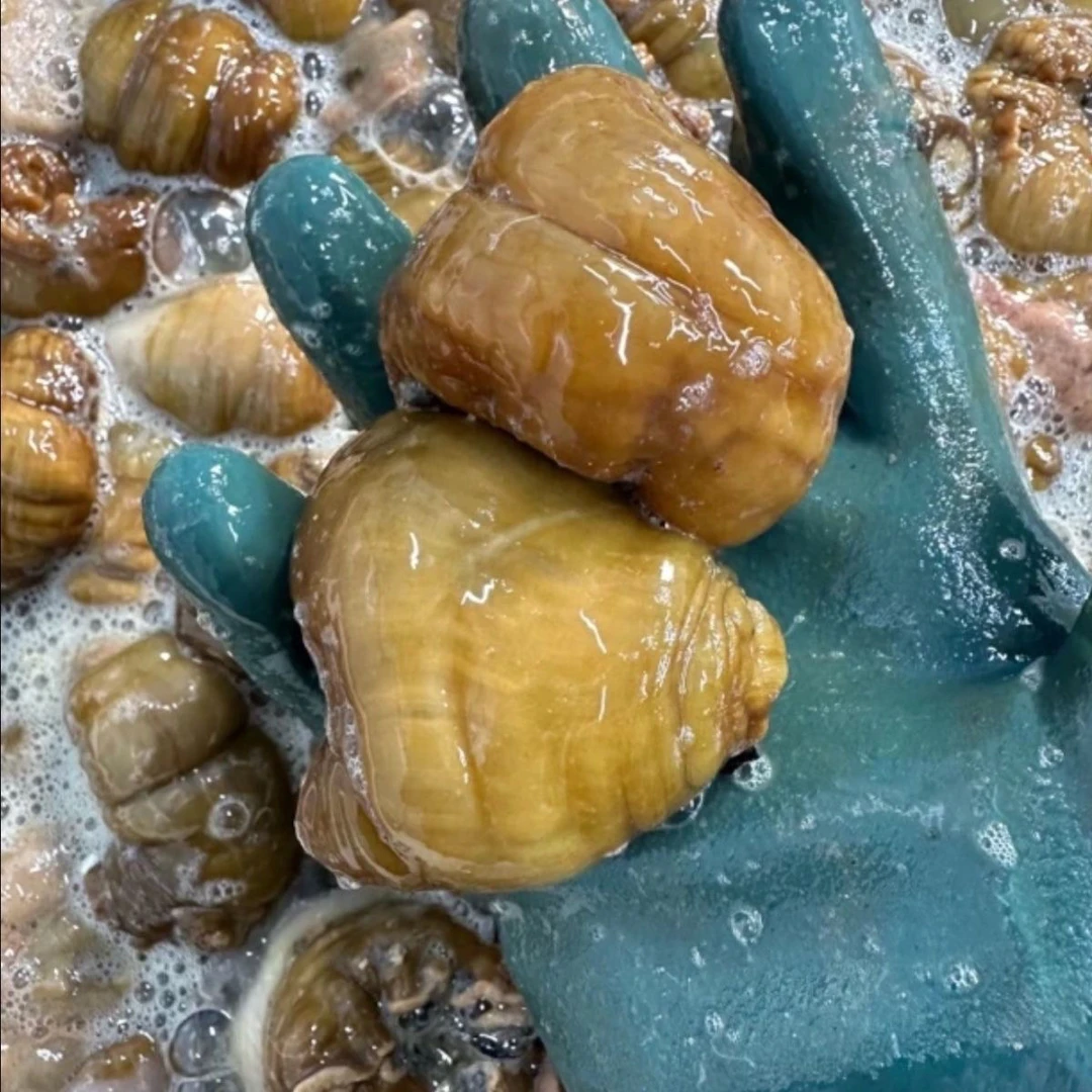 大连黄海葵4斤 海定根 海触子 鲜活新鲜沙蒜 海腚根速冻顺丰快递