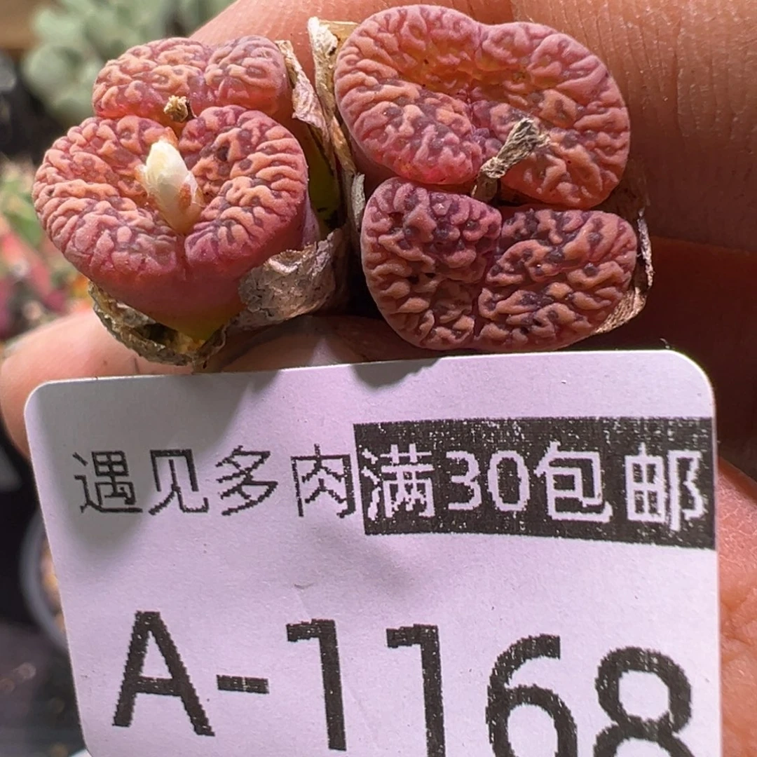 多肉植物1111111111