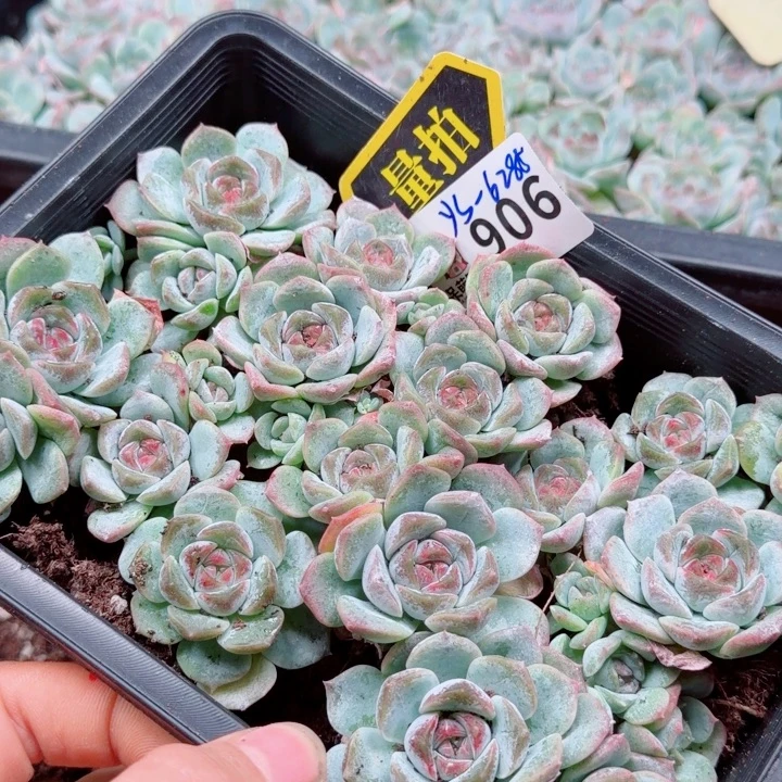 多肉植物多肉植物