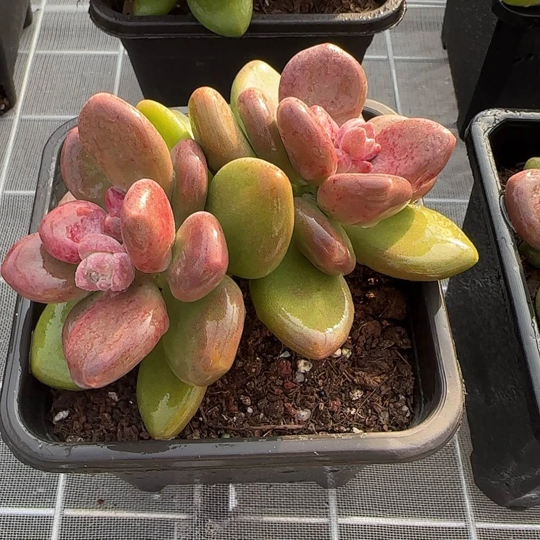 从前慢花园精选芒果奶