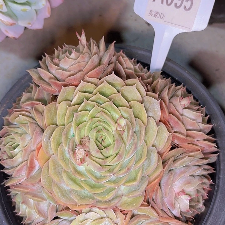 凤昂一物一拍A095