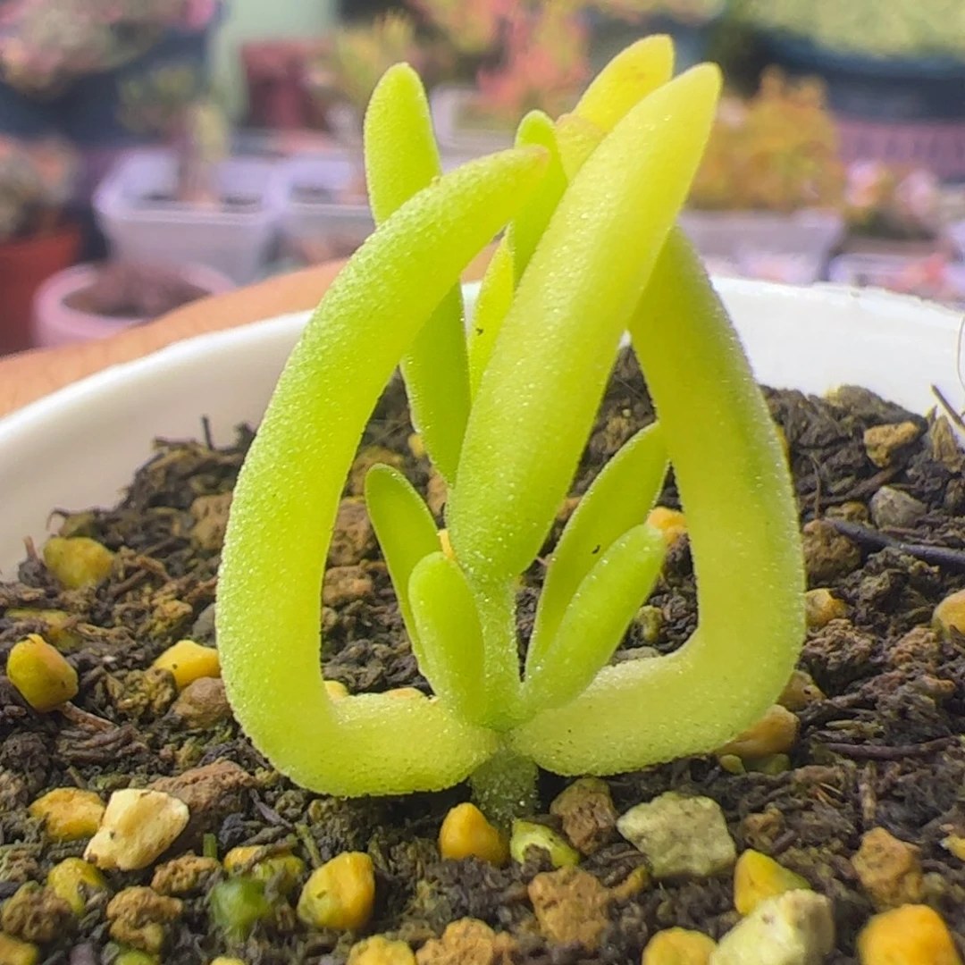 多肉植物枝干香蕉黄锦