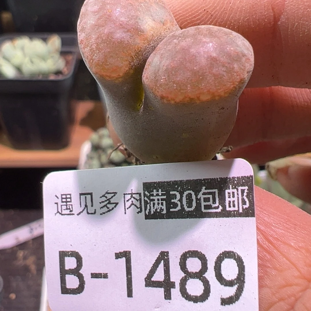 多肉植物1111111111111