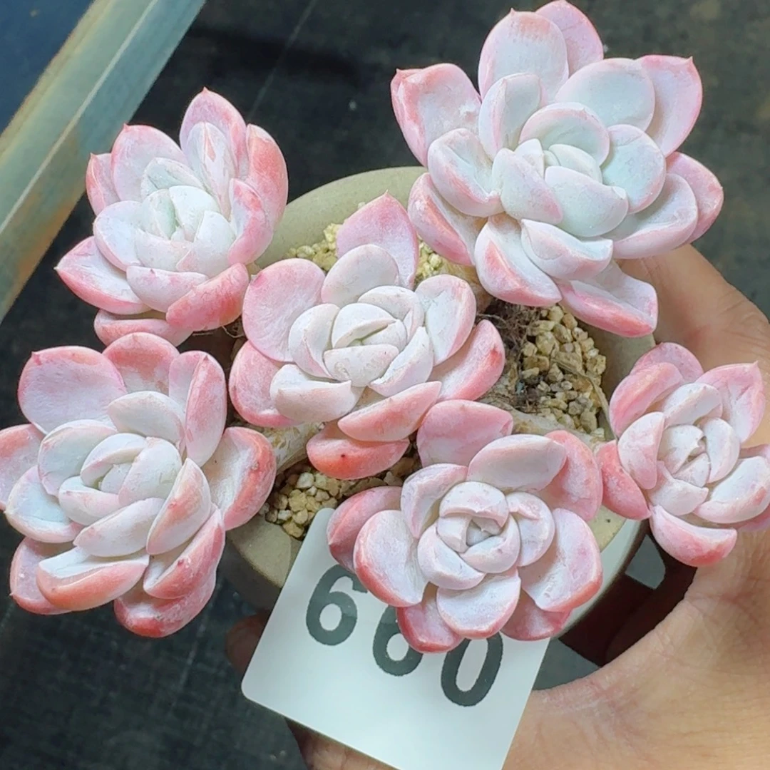 贝瑞冰玉      愿你一路坦途，乘风破浪展宏图