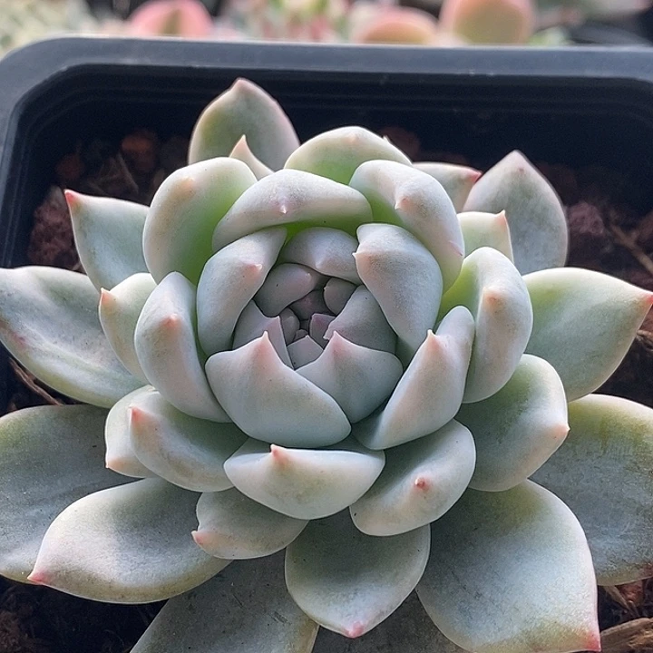 粉吉锦多肉植物多肉