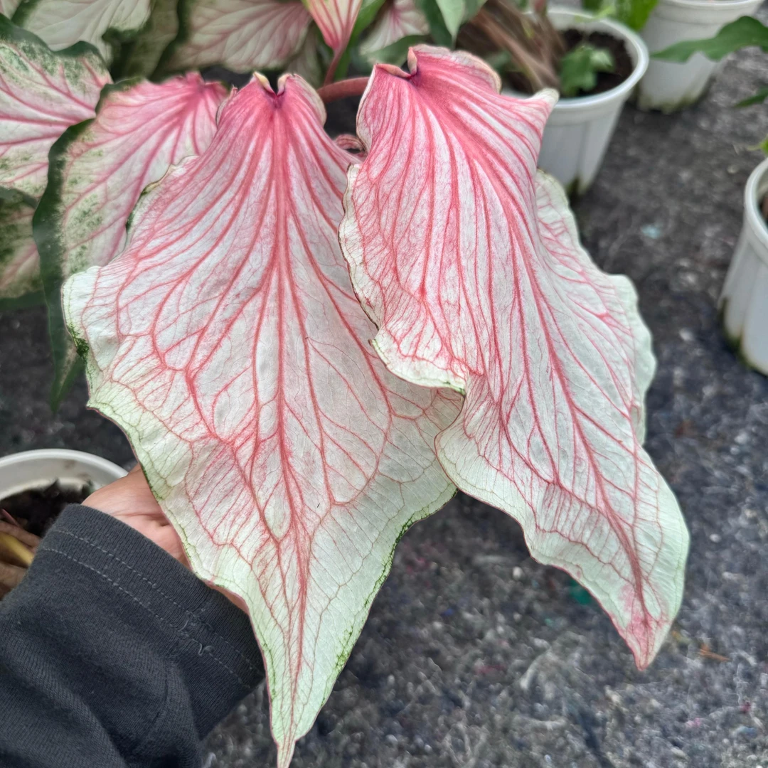 粉宝石彩叶芋原盆原土室内好养耐热观叶植物懒人绿植盆栽
