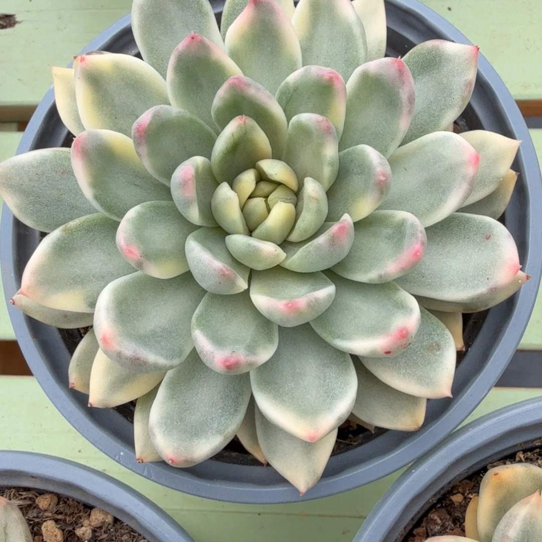 依***托新品美人锦上园艺一物一拍