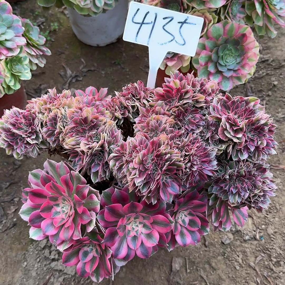 4135女巫缀多肉法师多肉