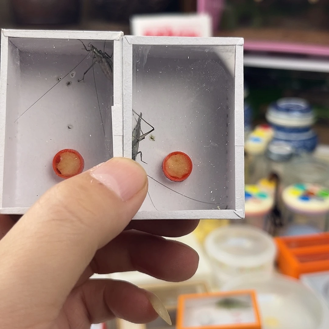 行***者两条全品黑紫竹蛉