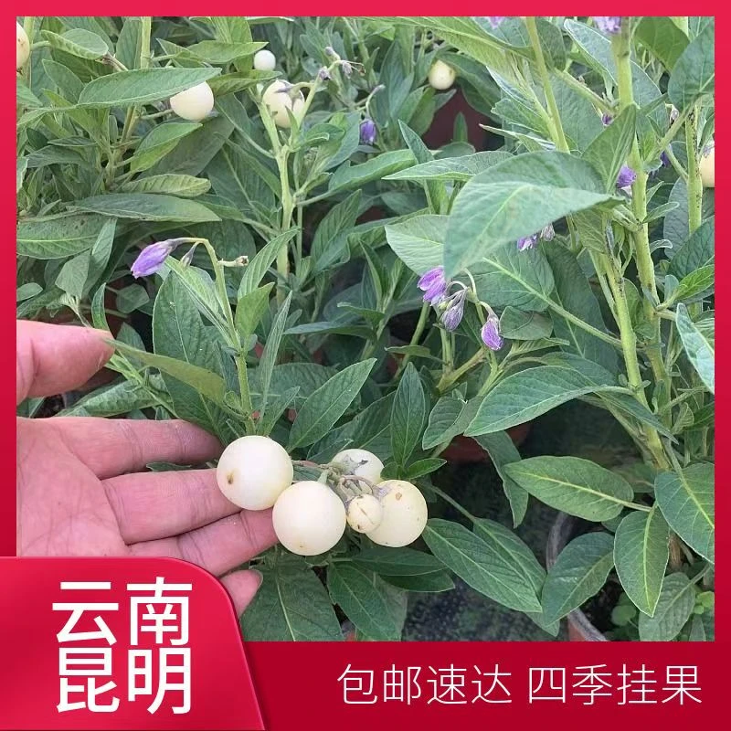 【带花带果】云南基地直发精品人参果盆栽南北方阳台庭院四季结果