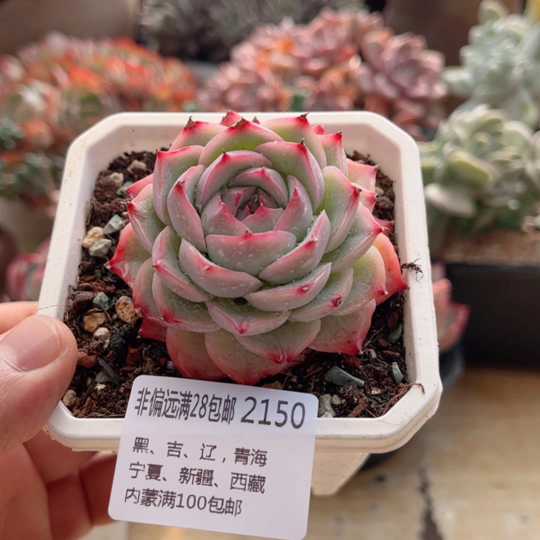 【闪购商品】2150侧影