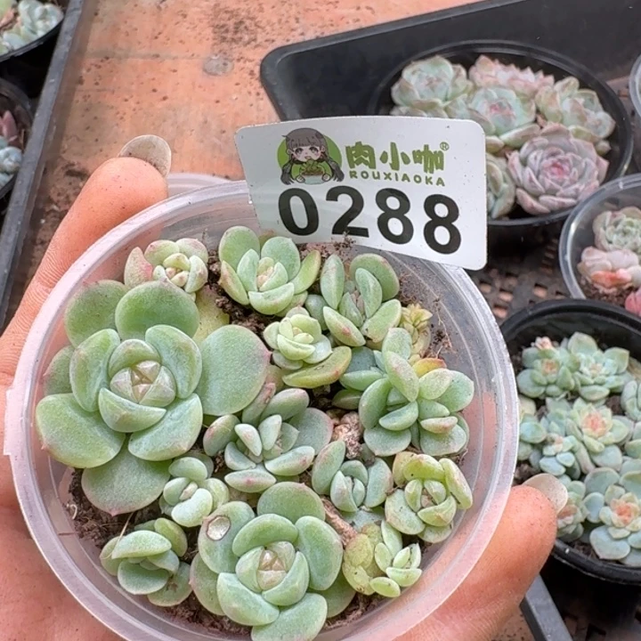 多肉植物多肉植物