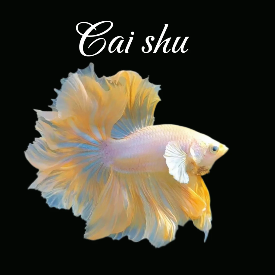 AA11（241-264）泰国斗鱼小型热带观赏鱼耐活好养（直播间选鱼）