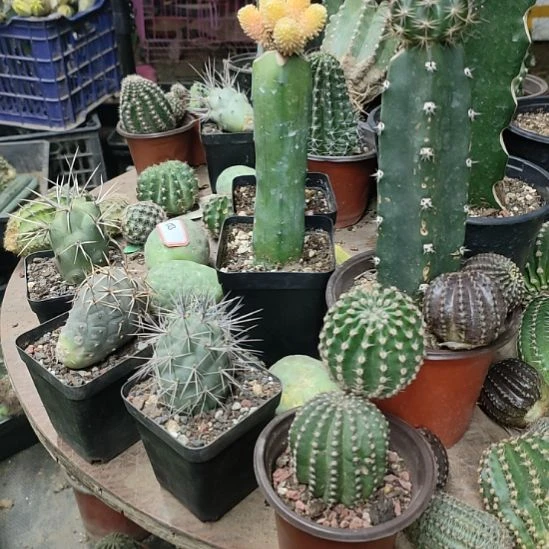 仙人球松针牡丹锦群