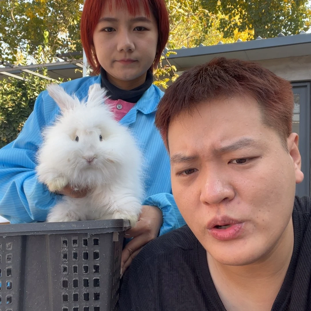 双血统英系安拉兔子