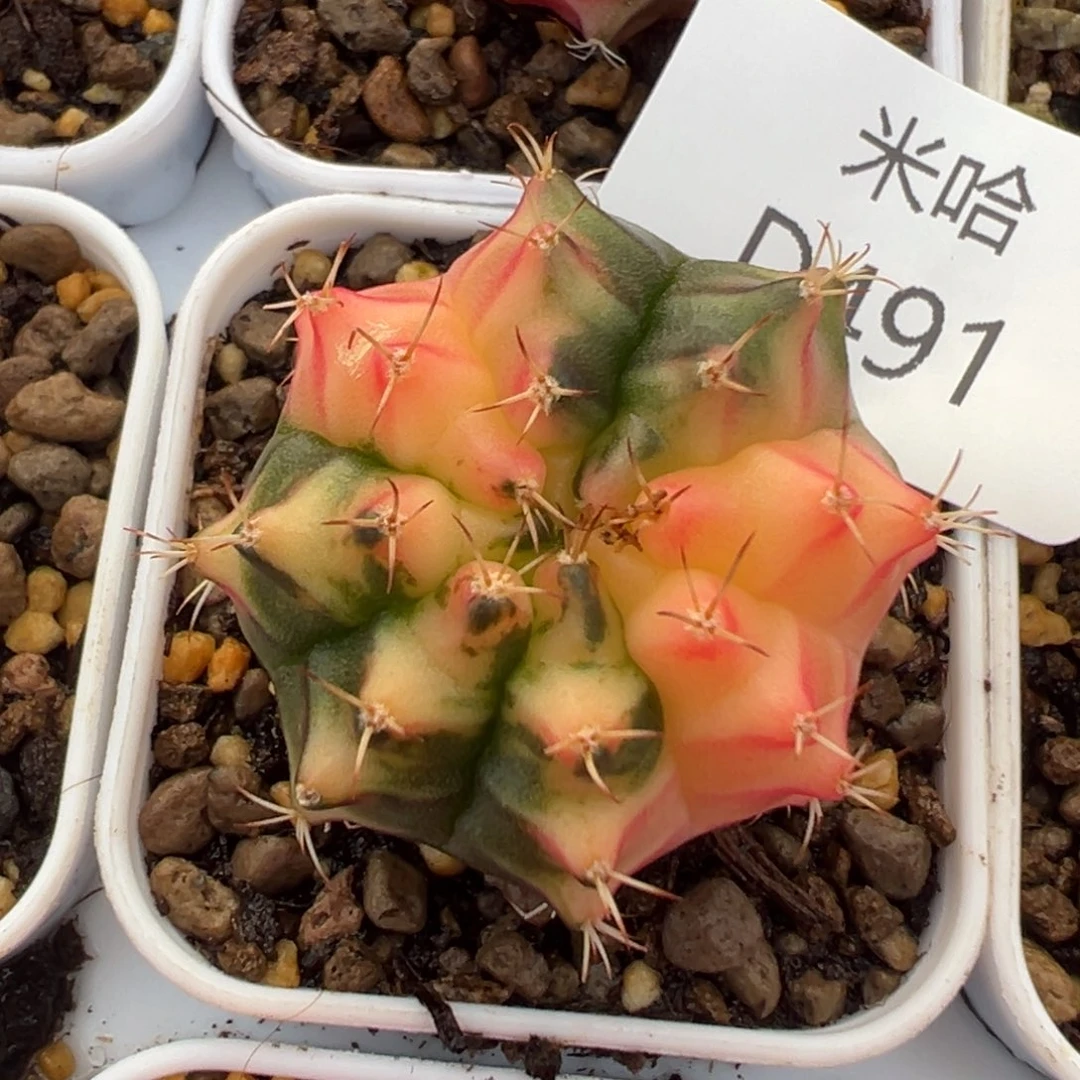 491 好看的米哈冲冲冲