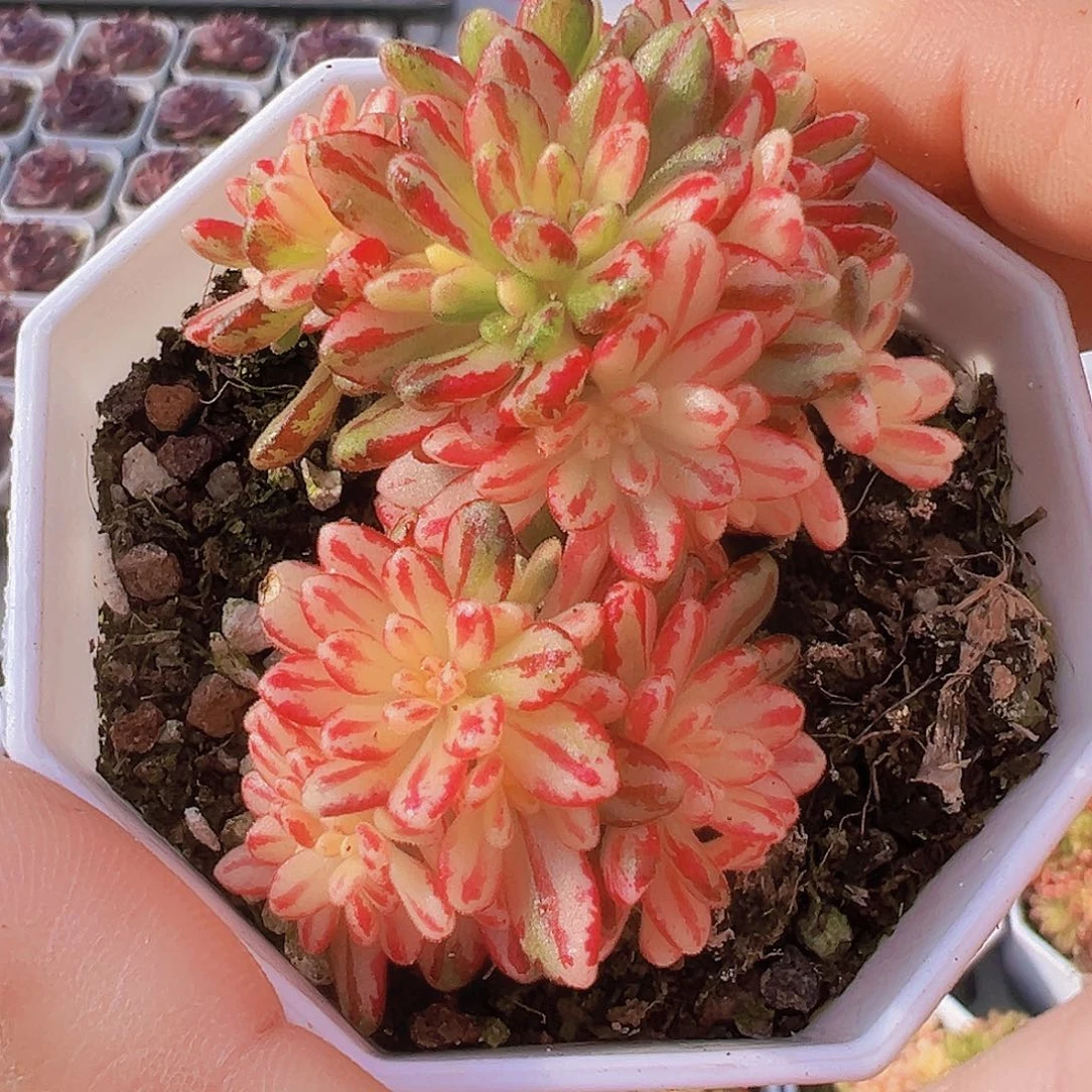 小人际锦19包邮多肉植物