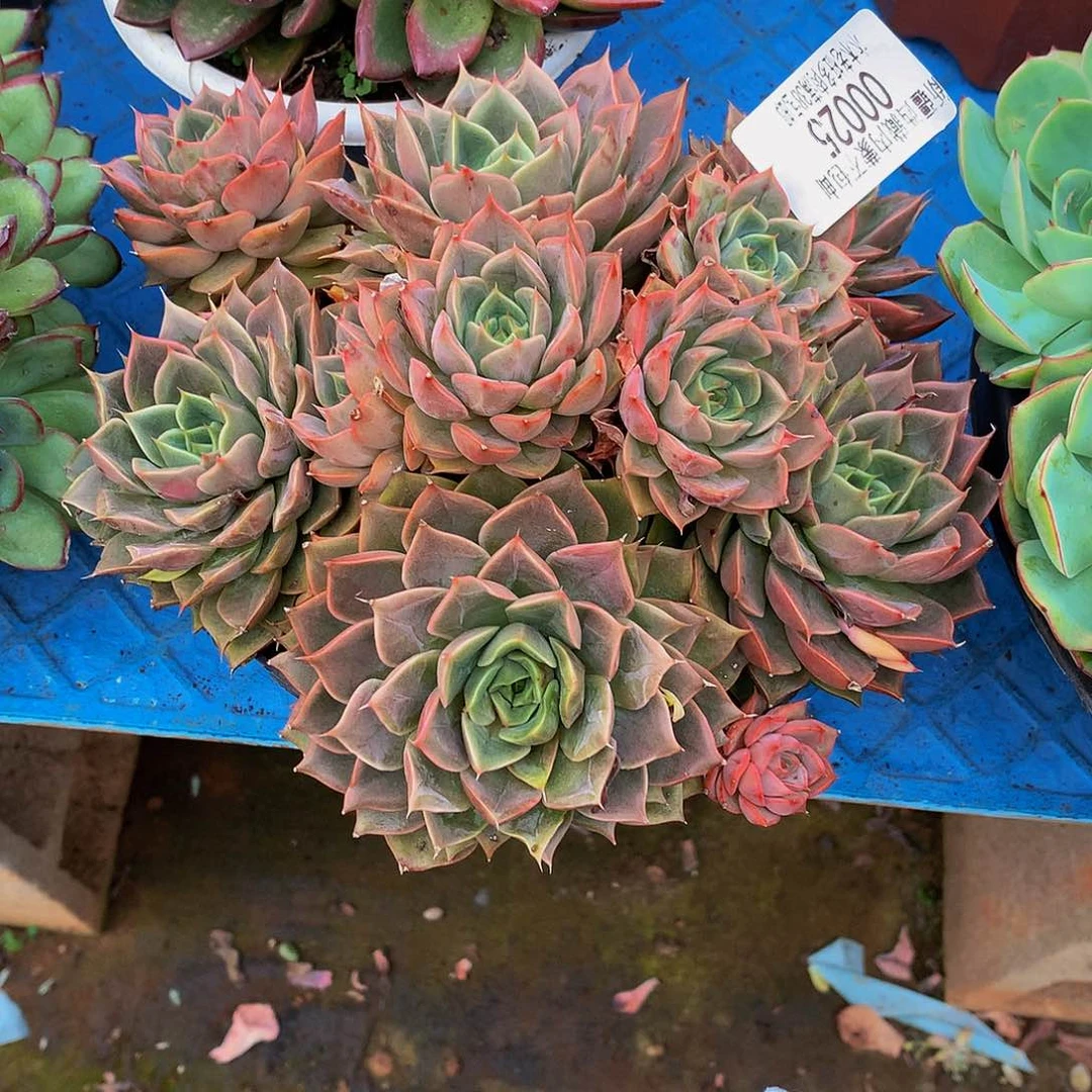 夏***.   红玫瑰多肉00025