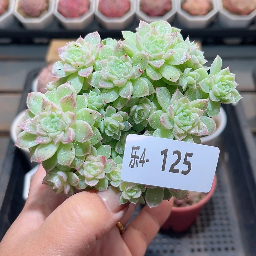 乐4-125麦秆群不包整