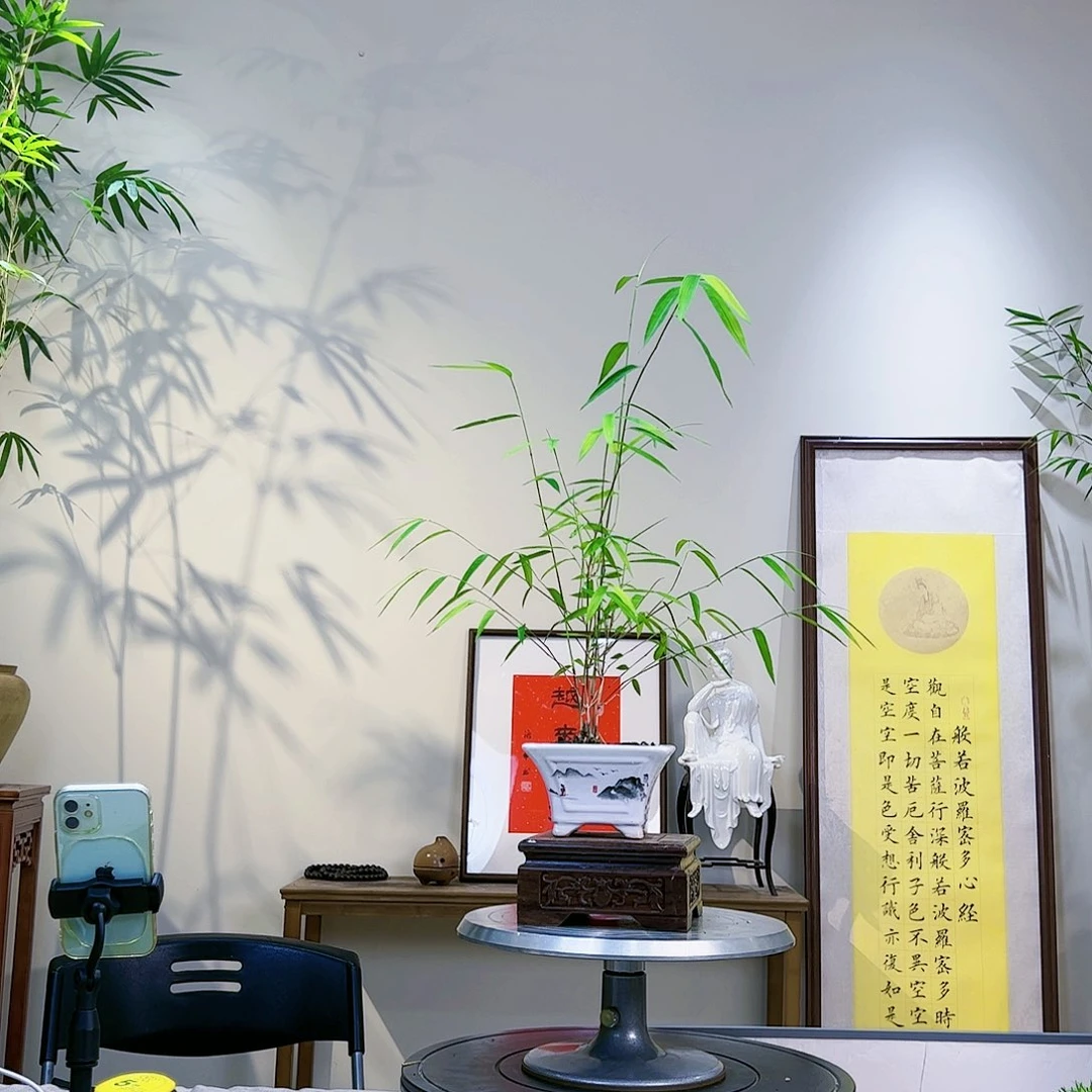 用****2老桩精品竹盆景