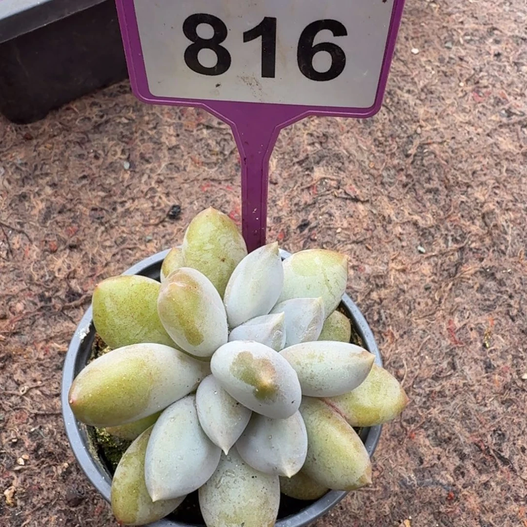 多肉植物漂亮哥特816