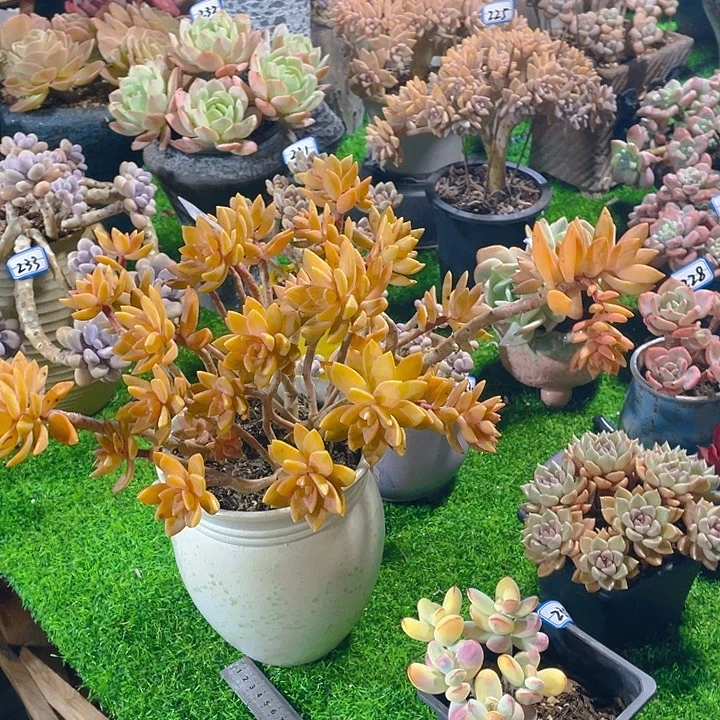 木***贝谢谢你的支持00000028