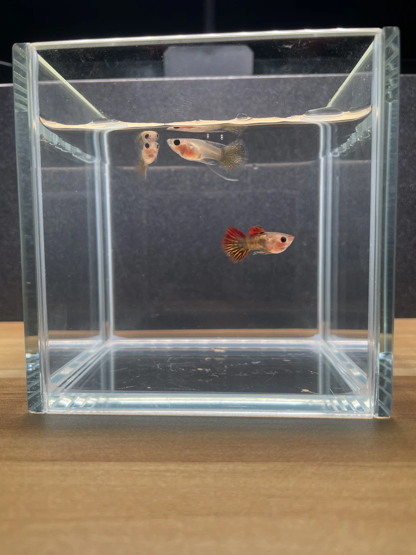 火凤凰玻璃猫大c孔雀鱼小型热带观赏鱼活体可爱耐活适合新手饲养