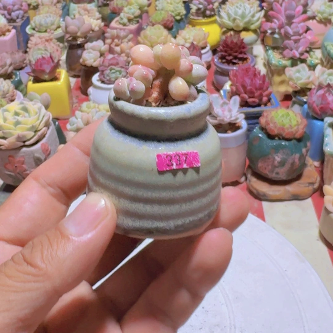 一物一拍编号337