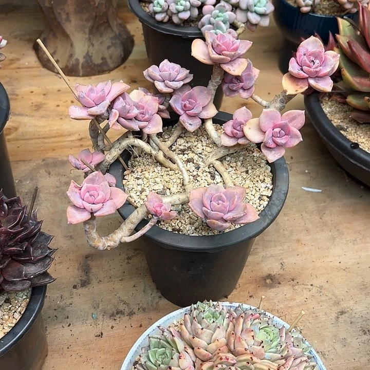 多肉植物，彩虹糖