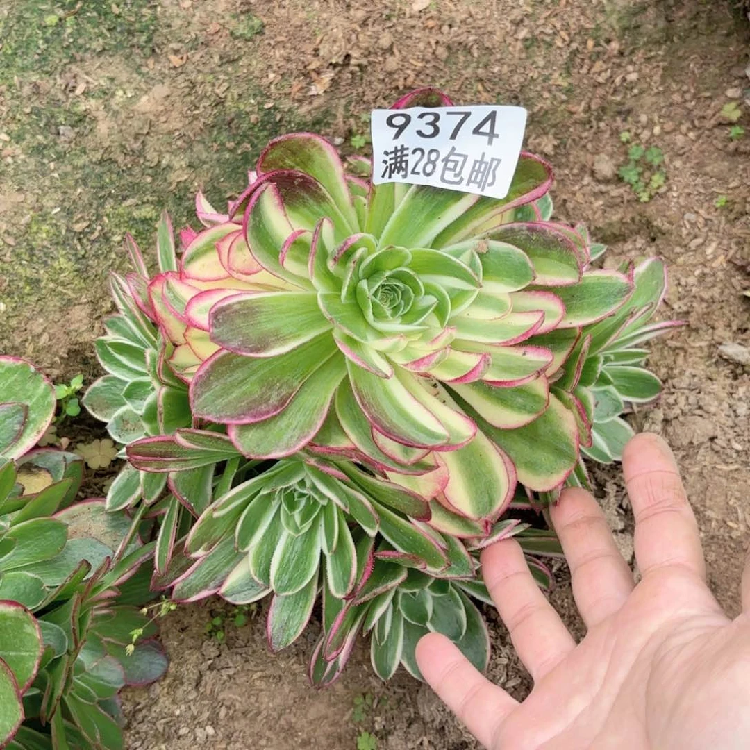 B.   9374海王多肉