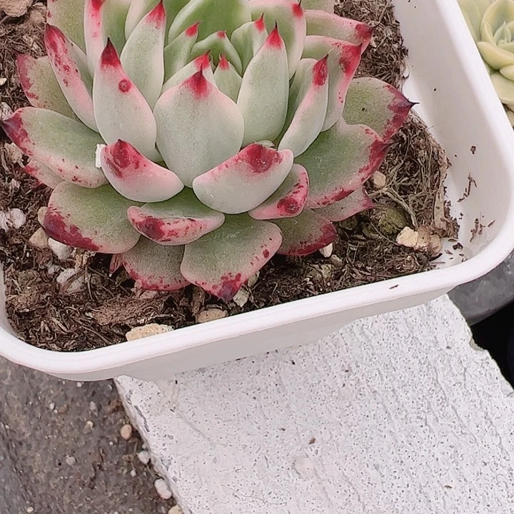 呵*多肉植物多肉植物