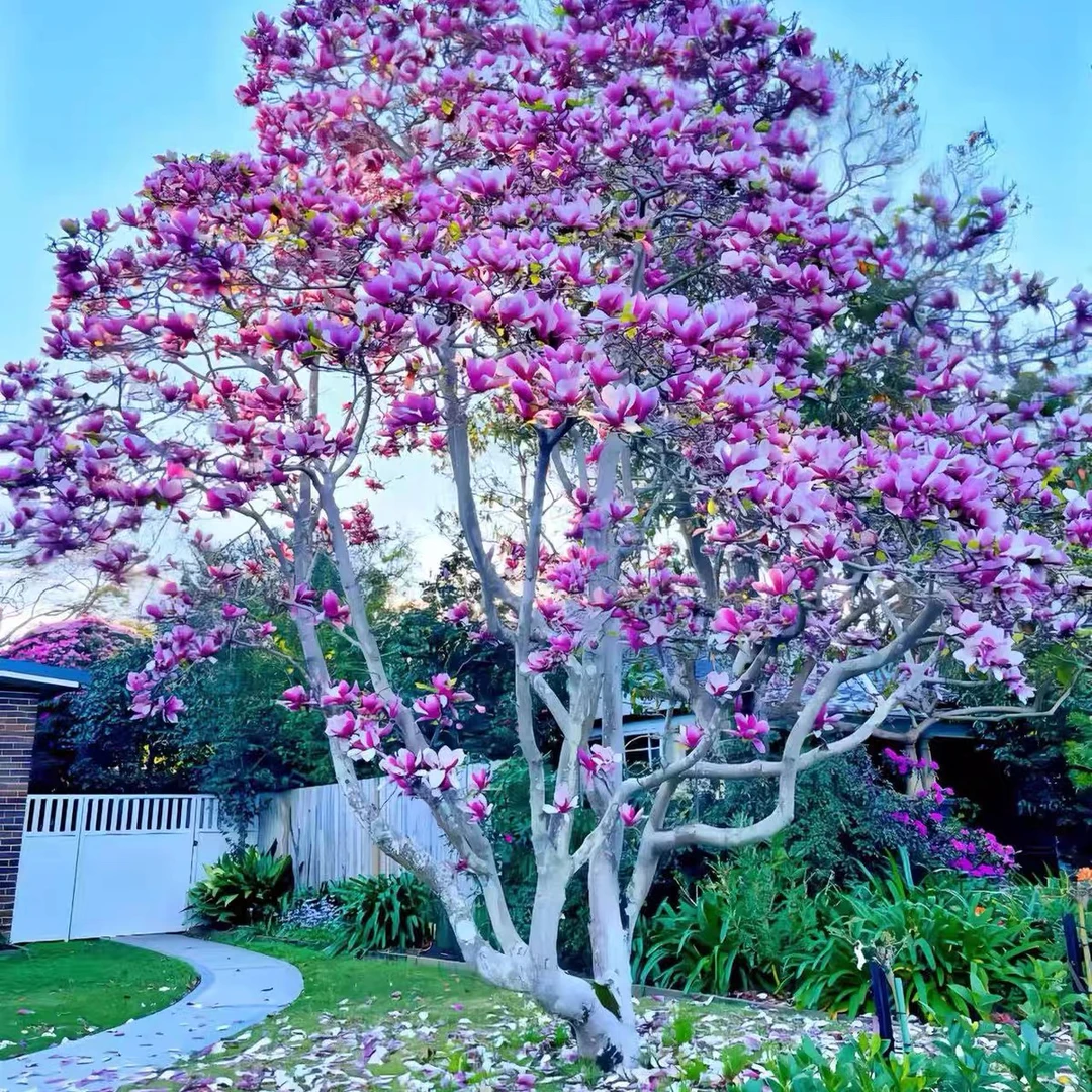 紫薇海棠树苗盆栽紫薇花苗红花紫薇红火箭紫薇别墅庭院绿化风景树