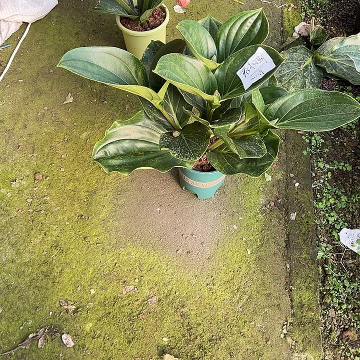不***期少量花朵（建议范围：2朵-5朵 或40%以下）