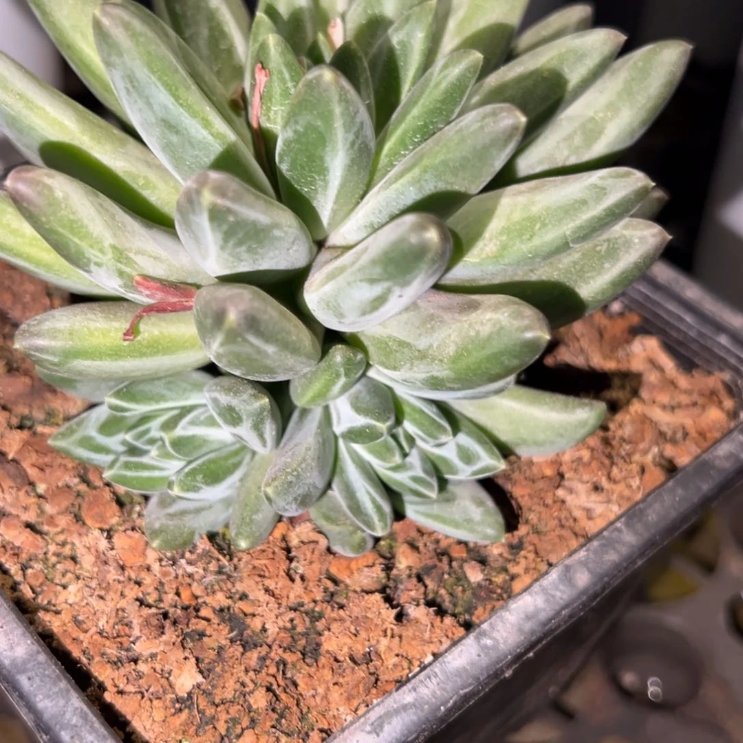 潇**族美人锦多肉植物198