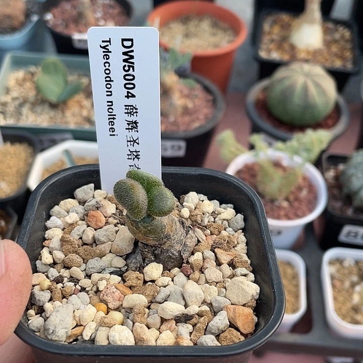 225产地薛辉圣塔奇峰锦