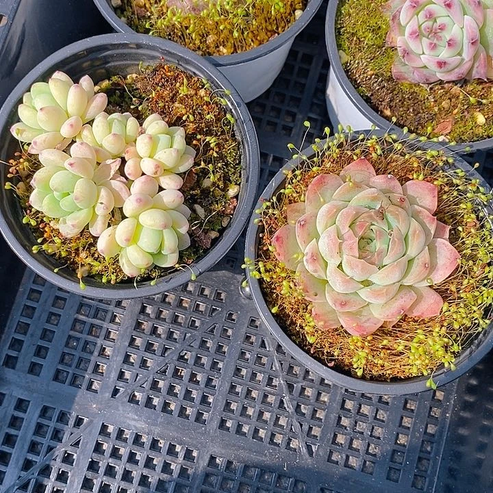 212 多肉植物盆栽花卉盆栽