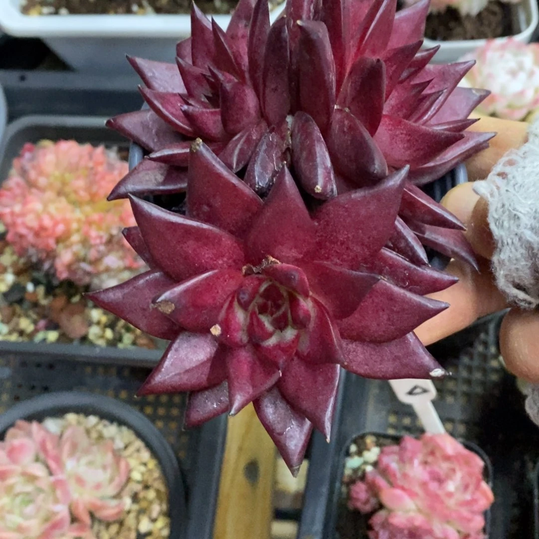 精品多肉一物一拍不包整132